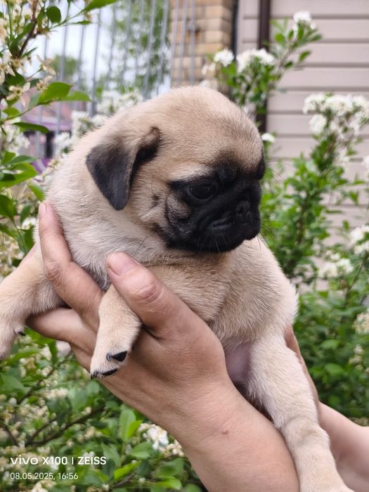 Продам шикарных щенков мопса