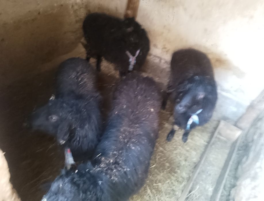 Кошкар сатылады туркестанда