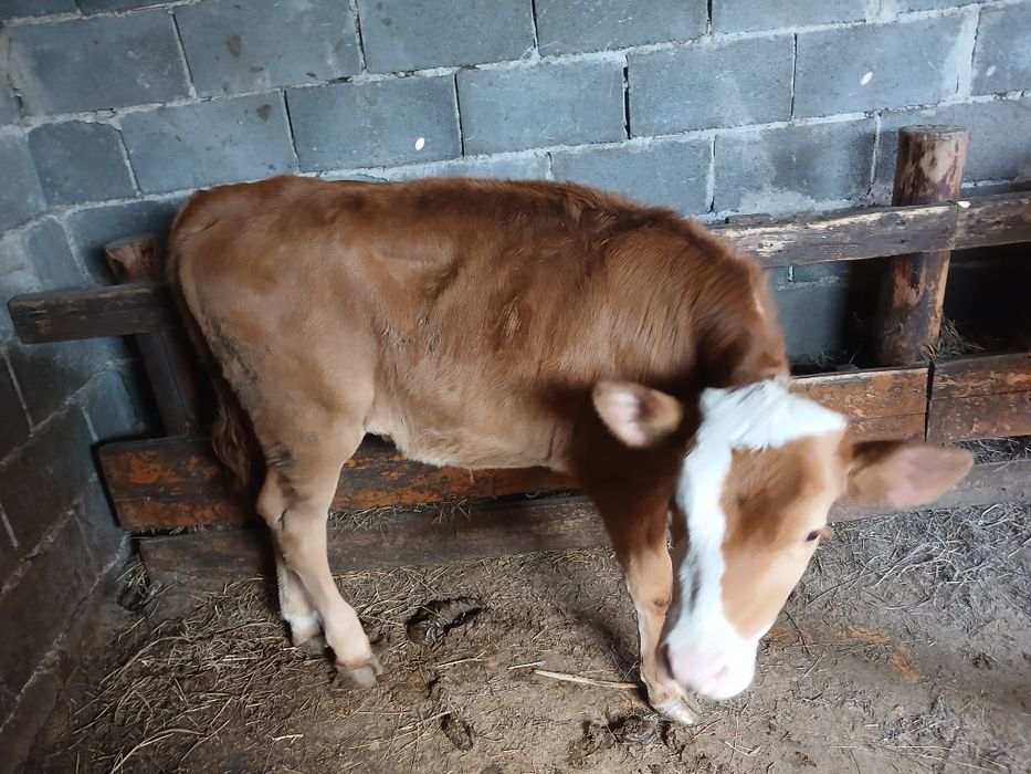 Продам 2телочки 7месяцев