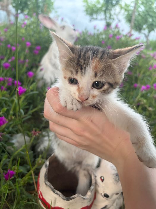 Подарявам котета