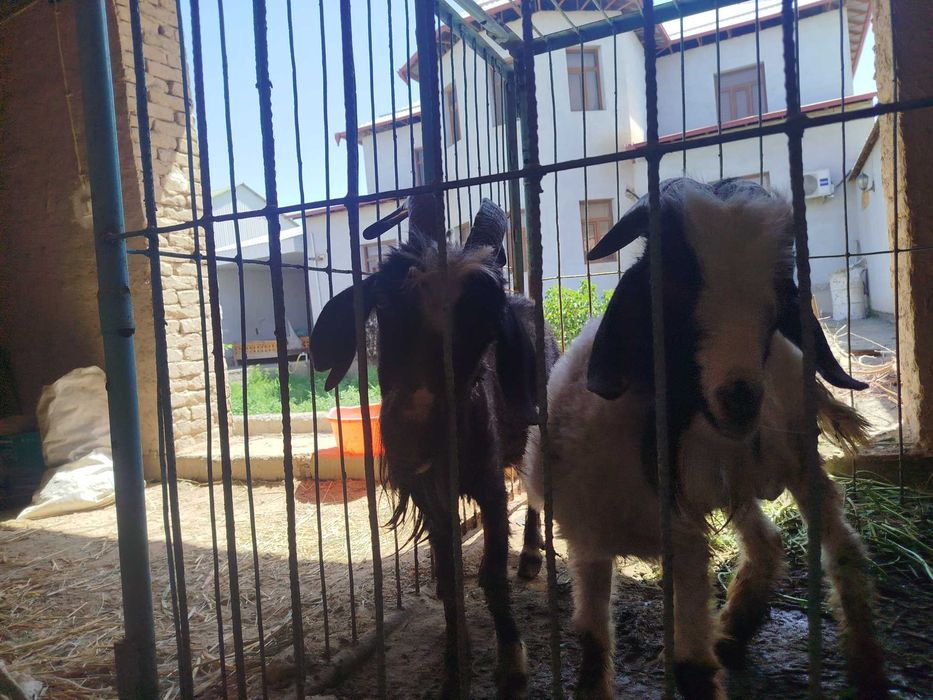 Eshki Gerbish zavod (Nukus)