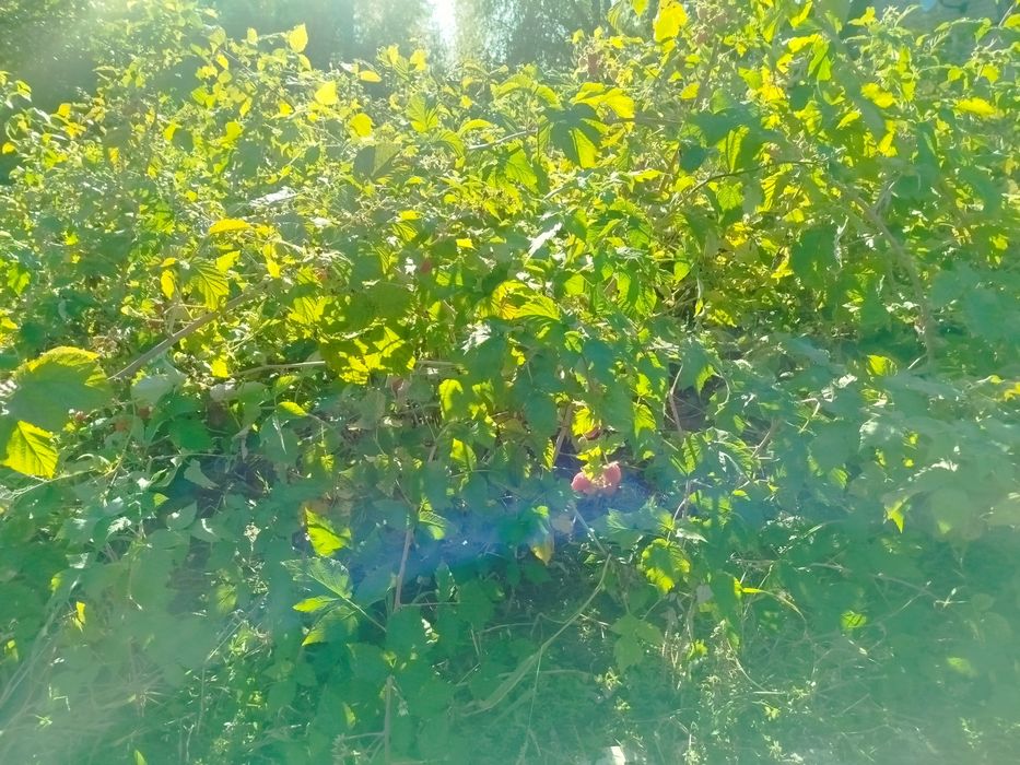 Продам саженцы малины