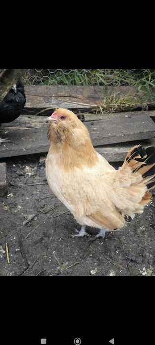 Oua incubat bărboasă