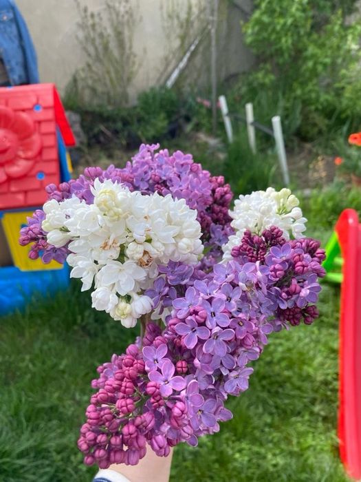 Liliac diverse culori