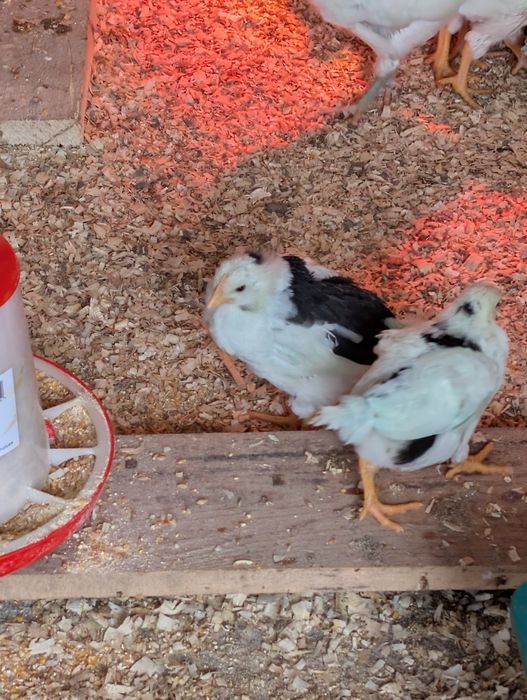 Pui de găină diferite rase