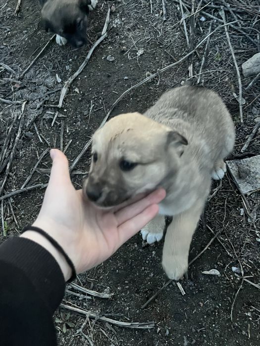 Отдам даром щенков