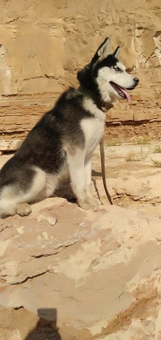 Вязка хаски 4года