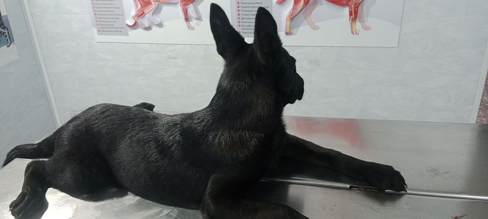 Продам щенка.Белгискую овчарка.