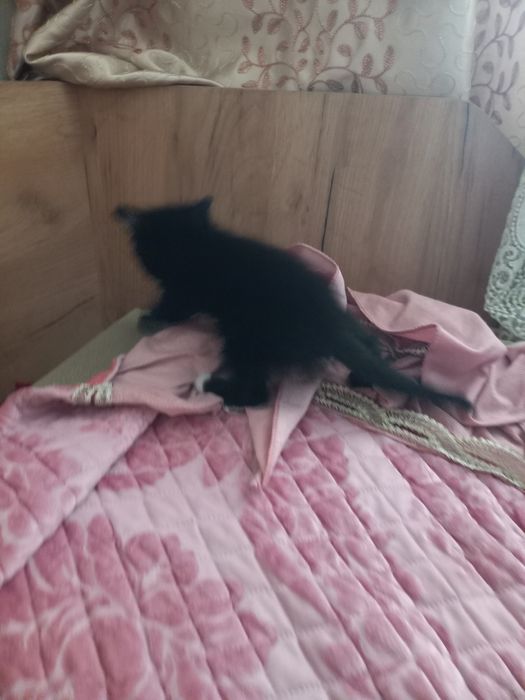 Отдам бесплатно котенка