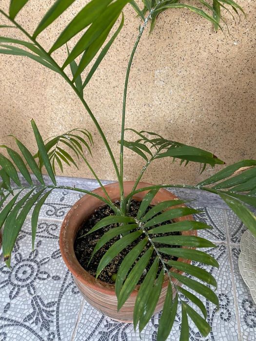 Комнатные цветы.