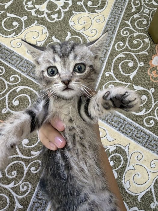 Котята шиншилы шымкент