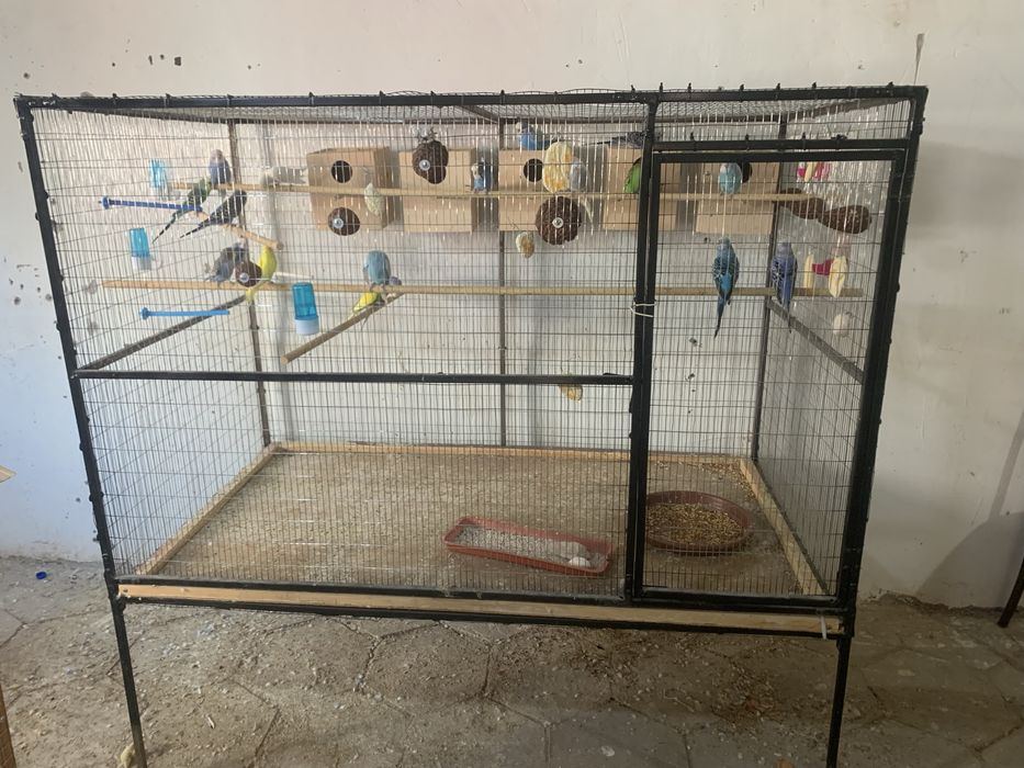 papugay andurka chex valnisti