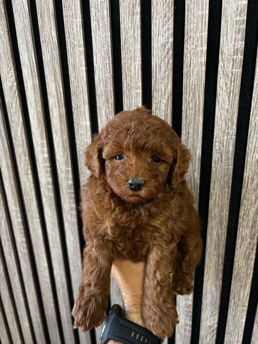 Мини пудел момче / Mini Poodle Boy
