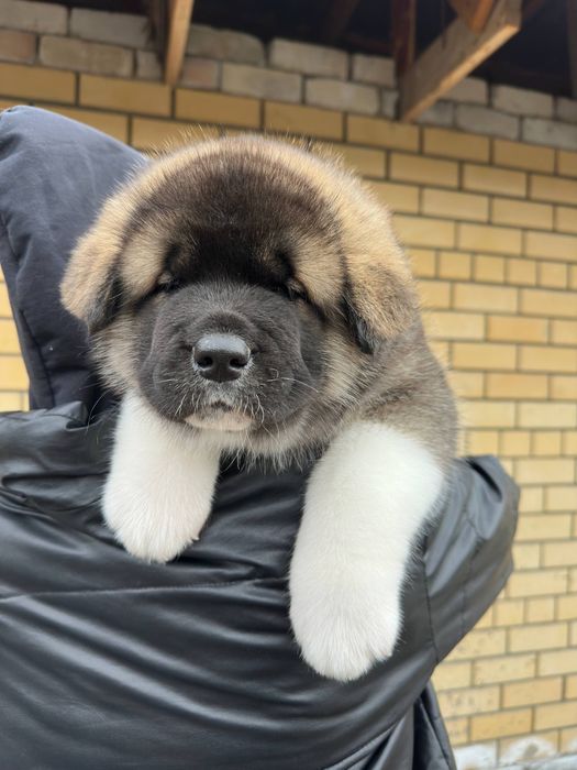 Щенки американской акиты