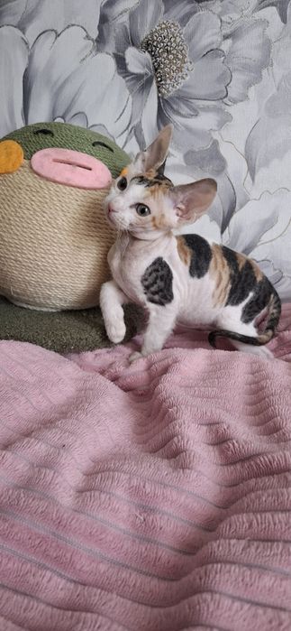 Славные котята донского сфинкса