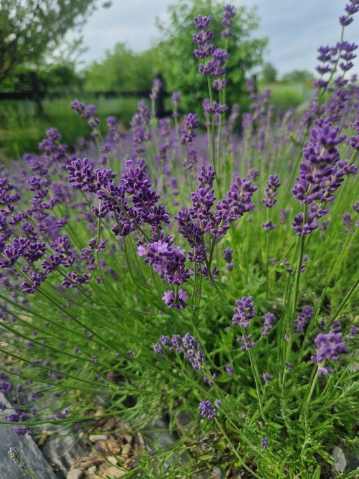 Vindem lavanda la ghiveci