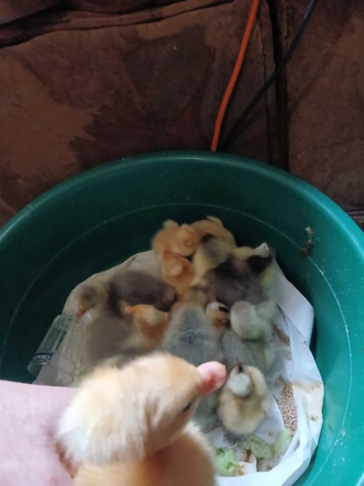 Boboci de rață si gâscă cu moț