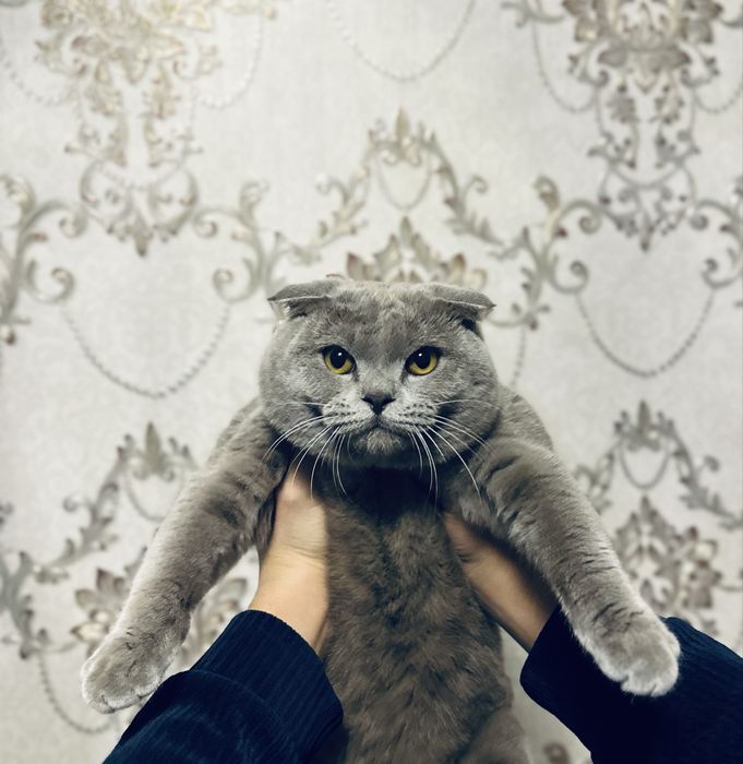 Шотландский скотиш фолд чистокровный