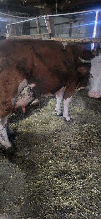 Vand vaci de lapte forte bune 6 si 7 ani vacile sunt  forte cumit ubla