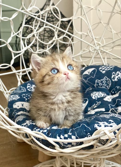 Голубоглазый манчкин