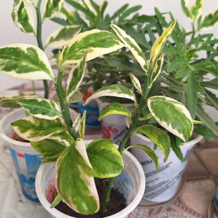 Продаются комнатные растения