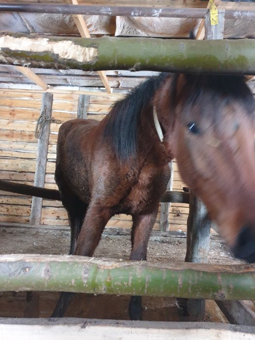 Тай с откорма 2 головы