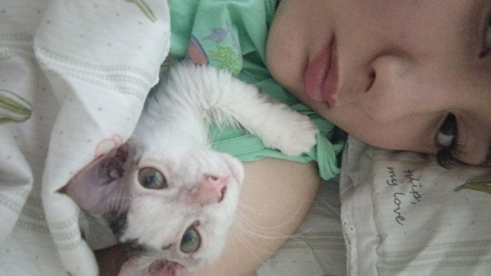 сфинкс девочка котёнок