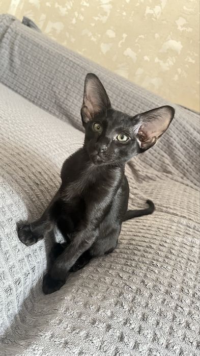 Ориентальные котята