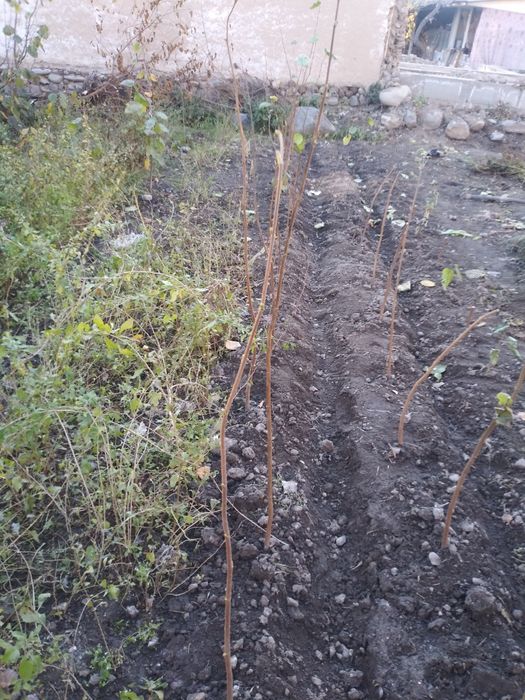 Funduk yong'og'i (фундук е'нгоги) ko'chatlari sotiladi,1 yoshdan 4 yos