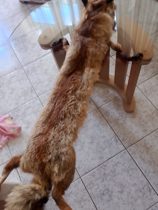 Лисича дамска яка