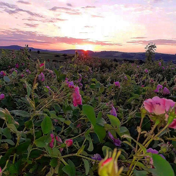 Натутални Флорални води