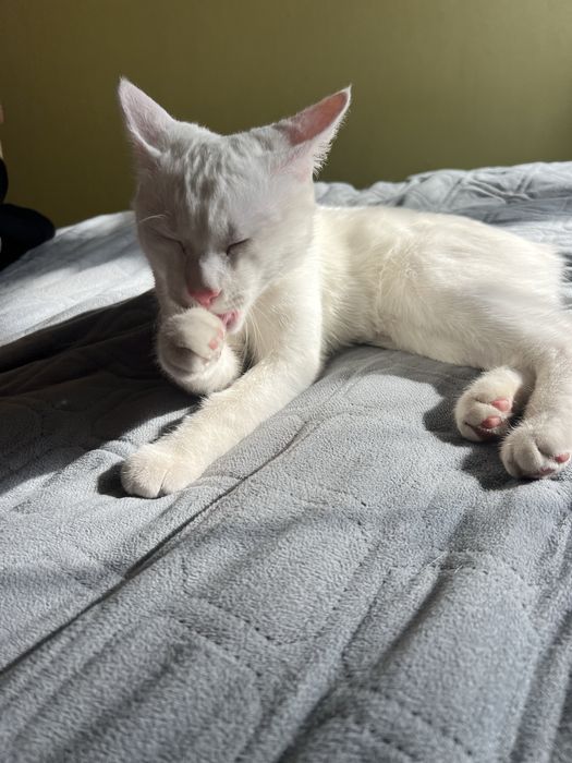 Продам котенка Турецкий ангора