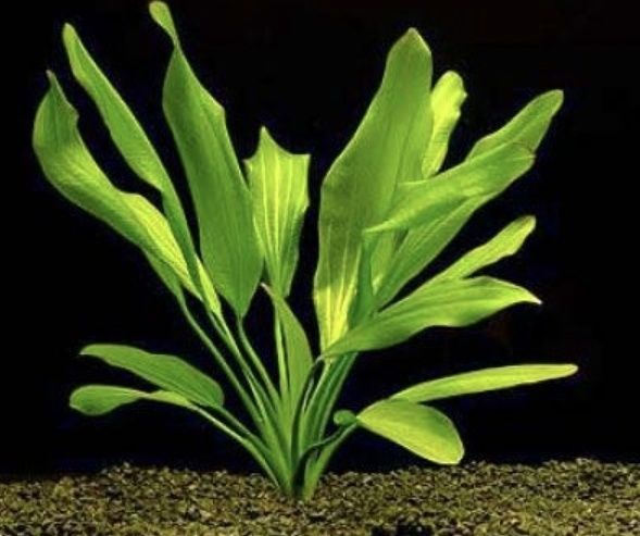 Эхинодорус Аргентинский