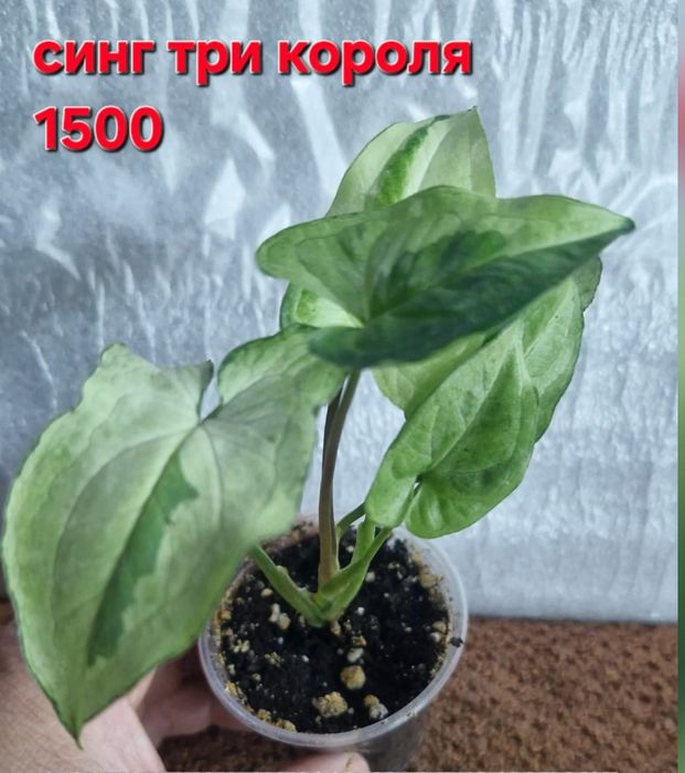 Цветы домашние!!