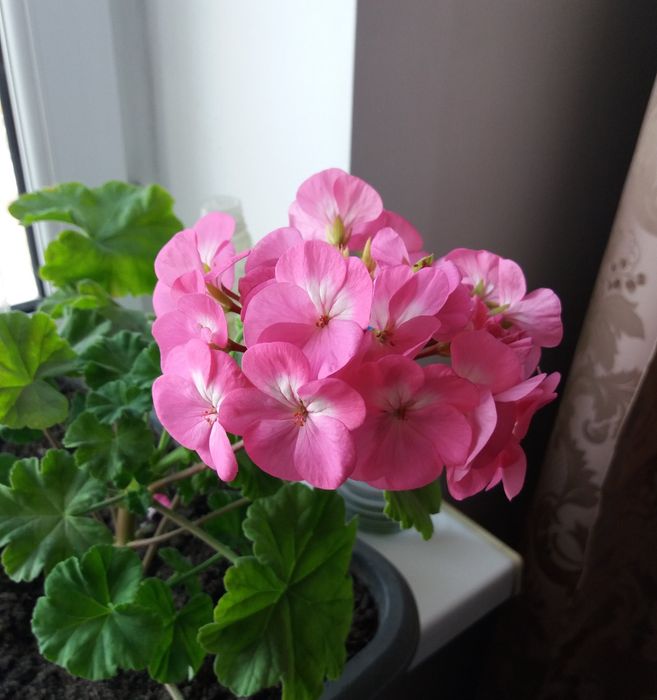 Продам герань пеларгонию