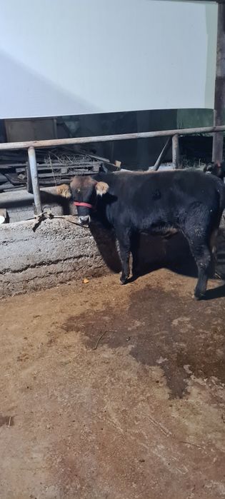 Shved buzoq ёшга толган