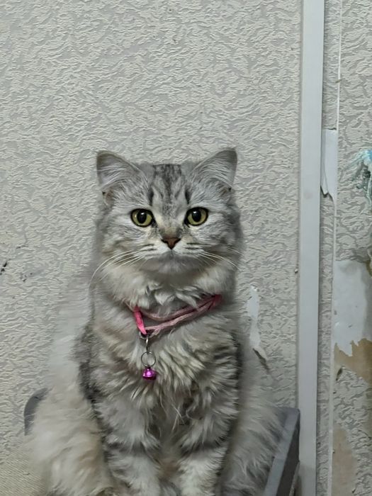 Продаю котенка девочка 7 недель.