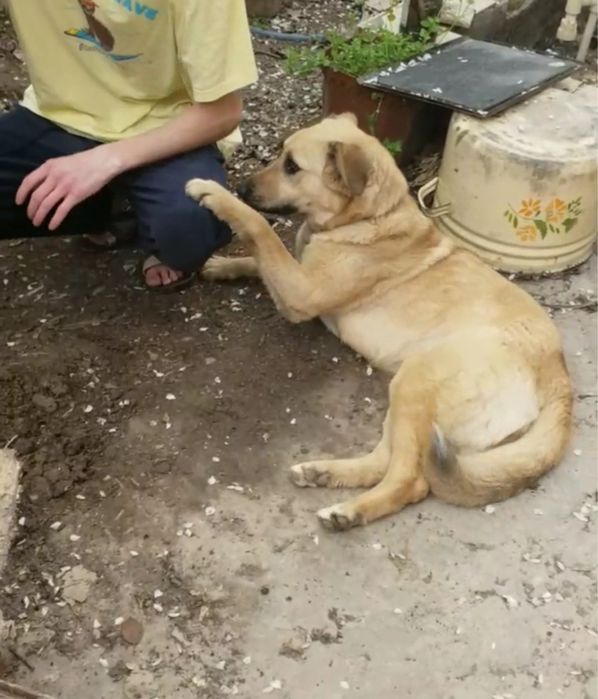 Отдадим даром домашнюю собаку