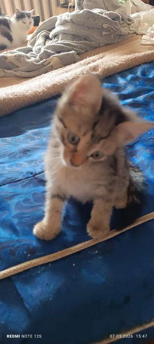 Отдам котенка бесплатно мальчик