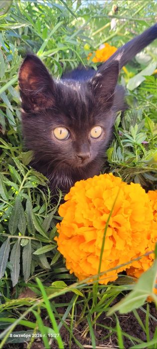 Котенок блестящий черный лоск