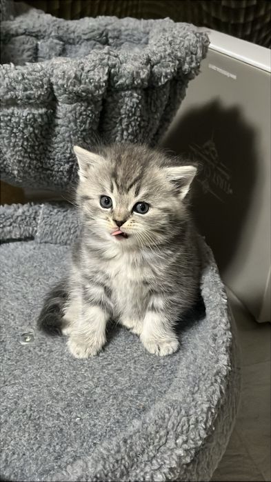 Котята,британ шотландские