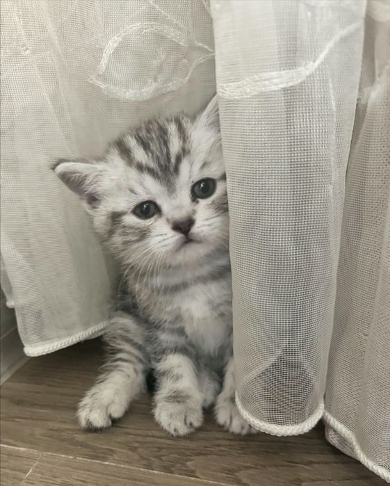 Чистокровные Британские котята