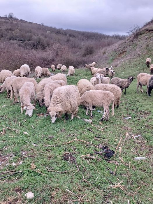 oi cu miei  de vanzare