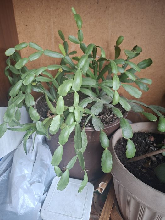 Продам цветы для дома