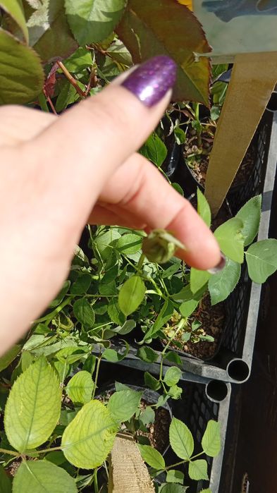 Продам саженцы перамендальный тополя