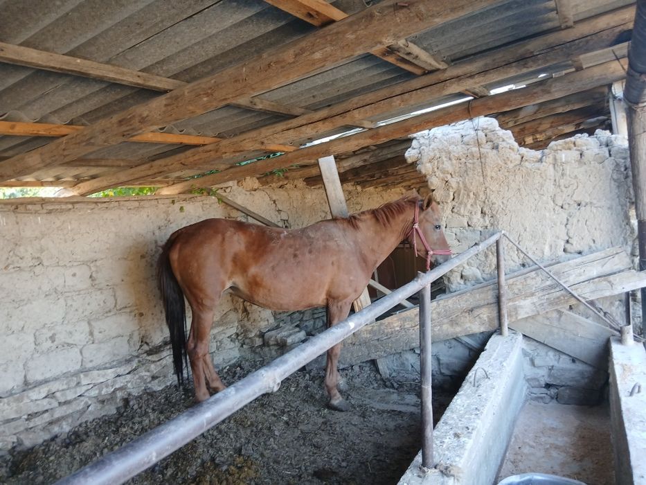 Байлау семиз айгыр бие бар