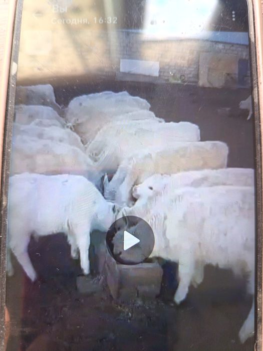 Жеке қожалық, ірі қара мал