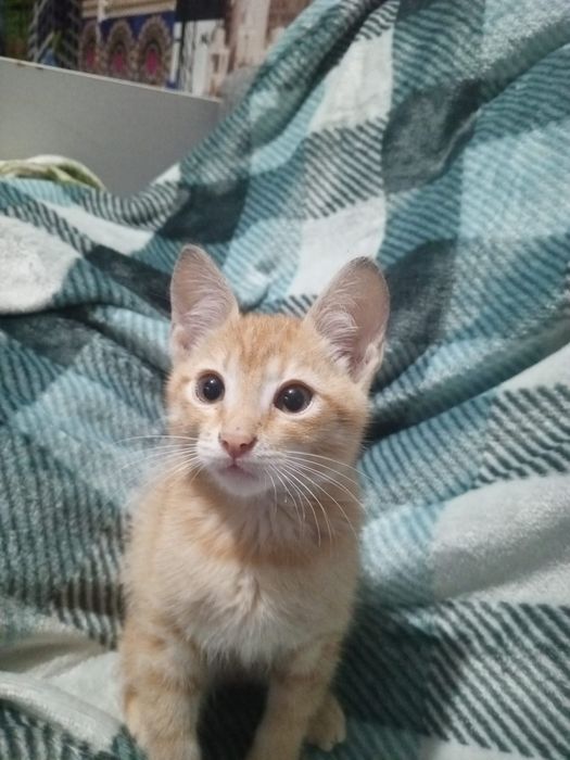 Отдам котенка даром