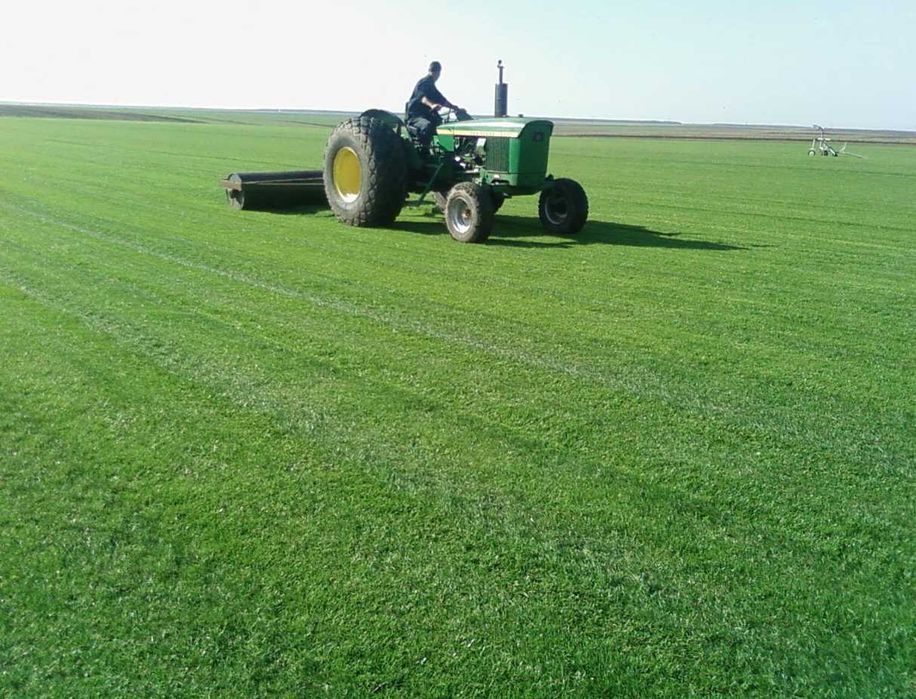 Gazon Rulou Natural – Curte Verde și Impecabilă Într-o Zi