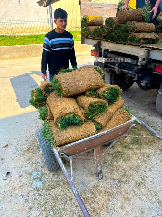 Gazon ekish xizmati | рулонные газоны